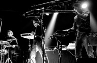 Analogue Birds