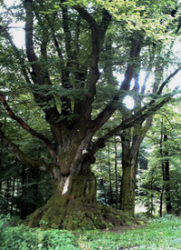 Hohlwege am 'Krombacher Schlag' - Alte Landstra�e (Napoleonweg)