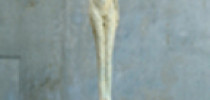 Bild Alberto Giacometti: Die Frau auf dem Wagen. Triumph und Tod (31. Januar bis zum 18. April 2010)   