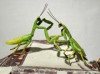 Ausstellung: Bertozzi & Casoni