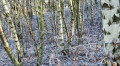 Bild der Serie