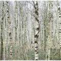 Bild der Serie
