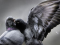 Bild der Serie