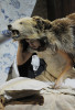 Eva Meckbach in »Eugen Onegin«